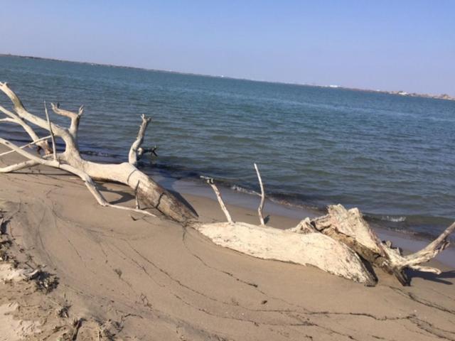 La Salamandre De Camargue Salin-de-Giraud Exteriér fotografie